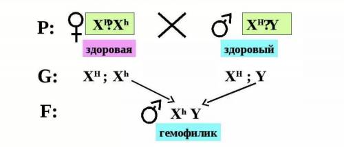 Гемофилия у собак сцеплена с полом и определяется рецессивным h геном. При спаривании здоровой самки