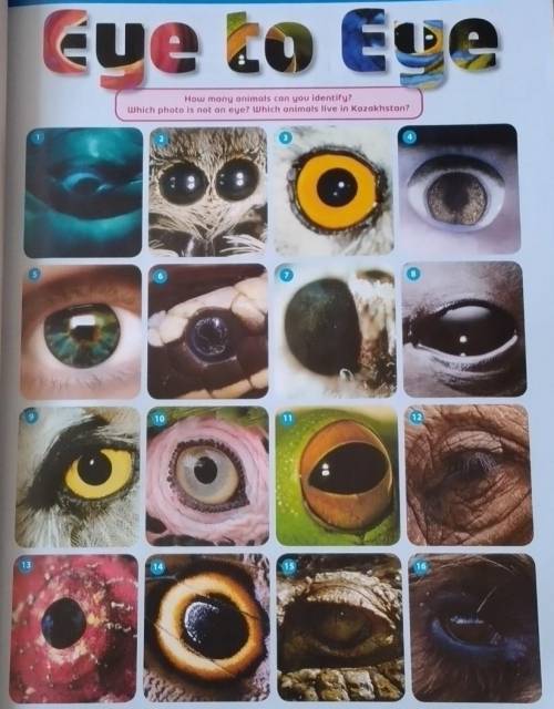 Fue lo Eve How many animals can you identify?Which photo is not an eye? Which animals live in Kazakh