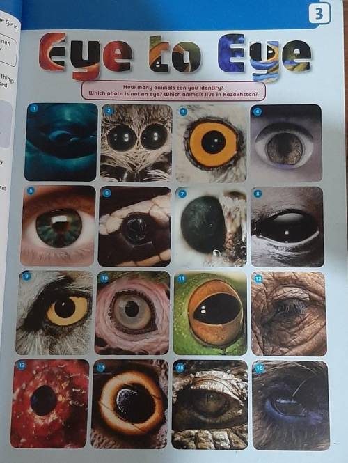 Eye Lo Ege How many animals can you identify?which photo is not on eye? Which animals live in Kazakh