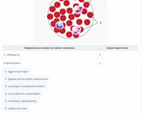 Сопоставь форменные элементы крови человека, обозначенные на рисунке цифрами 1 и 2, с их характерист