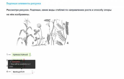 Подпиши элементы рисунка Рассмотри рисунок. Подпиши какие виды стеблей по направлению роста и опоры