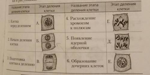 6 класс. Очень Установите соответствие между названием этапов деления клетки и рисунками(номер и бук