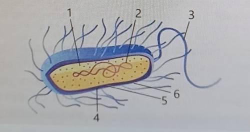 2. По указателям на рисунке (с 1 по 6) назовите строение бактериальной клетки.​