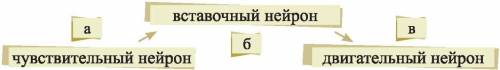 Принимая во внимание нижеприведённую последовательность проведения нервных импульсов, определите, ра