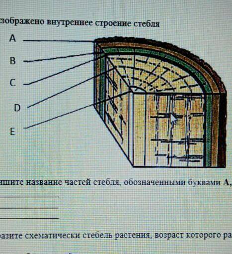 На рисунке изображена внутреннее строение стебля (а)подпишите названия частей стебля обозначенными б