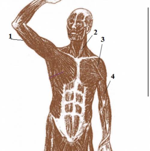 Отметь, какая мышца на рисунке отмечена цифрой 4 : И) дельтовидная мышца Л) двуглавая мышца Г) четыр