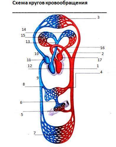 Заполнить «Схему кругов кровообращения»