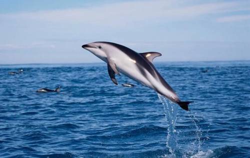 написать сообщение про беломордые дельфины на английском Чем они обитаются? Где проживают? Почему он