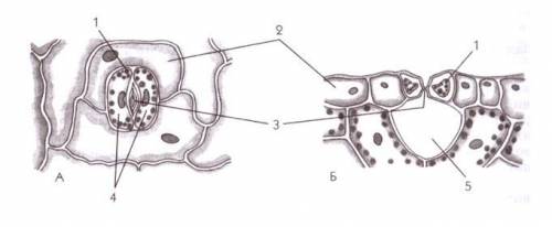 Биология, 6 класс Перерисуйте в тетрадь рисунок, на котором схематически изображено устьице с окружа