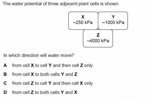 Показан водный потенциал трех соседних растительных клеток. В каком направлении будет двигаться вода