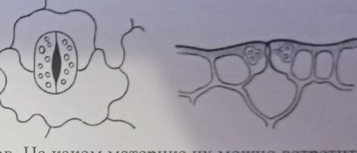 Что изображено на рисунке: 1)поры кожи человека. 2)поверхность тела водоросли 3)поры медецынской мас