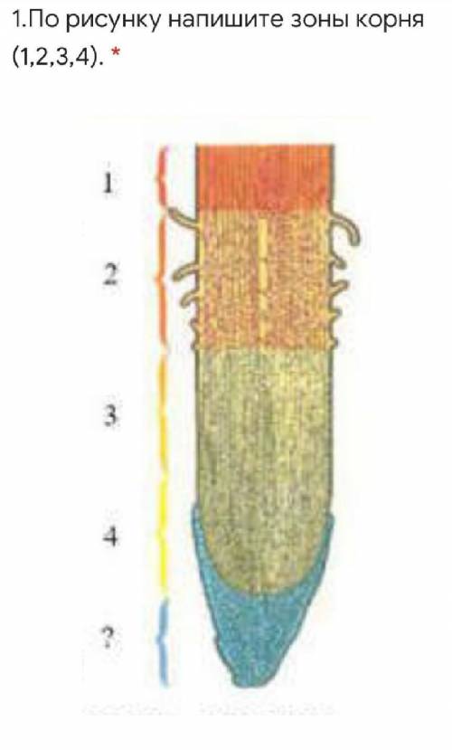 1.По рисунку напишите зоны корня (1,2,3,4). *Подпись отсутствует​