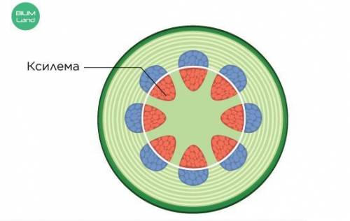 Ученик с микроскопа исследовал ткани стебля ученику определить, к какому слою стебля растения относи