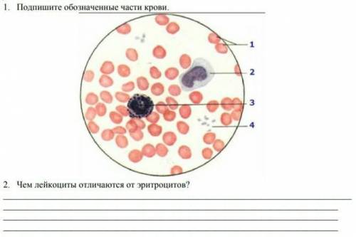 Подпишите обозначенные части крови. Чем лейкоциты отличаются от эритроцитов​