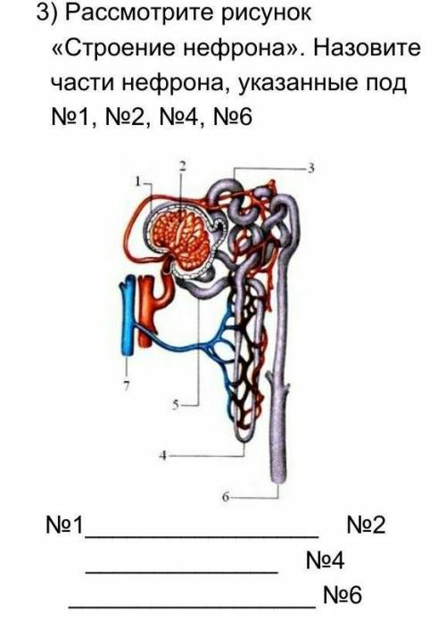 3) Рассмотрите рисунок «Строение нефрона». Назовите части нефрона, указанные под №1, №2, №4, №6 №1 №