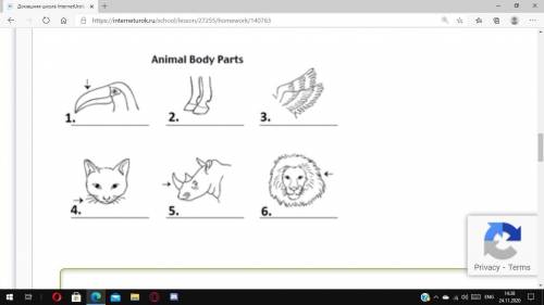 Look at the pictures and write the parts of animal bodies. Choose from the following: beak, wings,