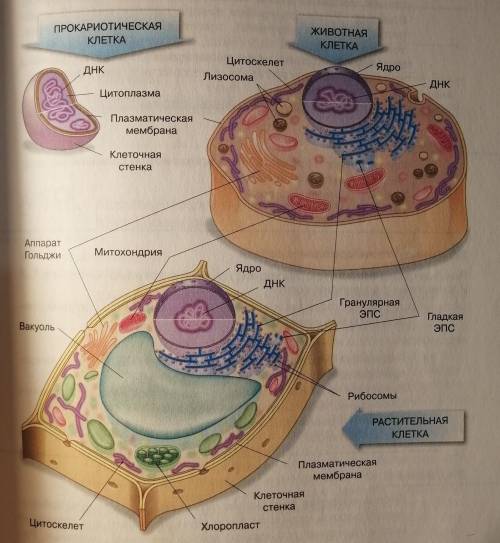 По рисунку сравните строение растительной и животной клеток​