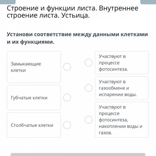 Установи соответствие между данными клетками и их функциями. Участвуют в Замыкающие процессе клетки