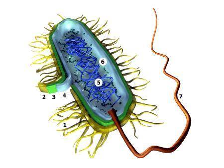 ЧЕРЕЗ 5МИНУТ СДАВАТЬ Подпишите части бактериальной клетки