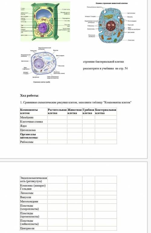 Сравнивая схематические рисунки клеток, заполните таблицу Компоненты клеток?​