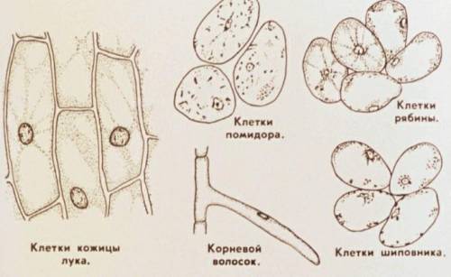 КЛІТИНИ ЛИСТКА ЕЛОДЕЇ ТА КЛІТИНИ ПЛОДІВ ГОРОБИНИ ,КАВУНА,ПОМІДОРА ВІДРІЗНЯЮТЬСЯ