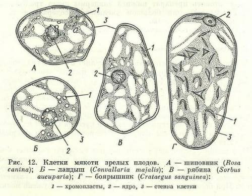 КЛІТИНИ ЛИСТКА ЕЛОДЕЇ ТА КЛІТИНИ ПЛОДІВ ГОРОБИНИ ,КАВУНА,ПОМІДОРА ВІДРІЗНЯЮТЬСЯ