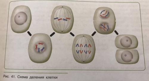 Используя рисунок, опишите процесс деления клетки (5 класс)