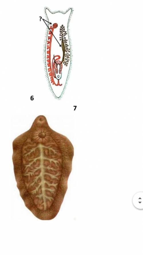 1.К кишечнике человека паразитирует: а) свиной цепень; в) черная планария; б) лунгия; г) белая плана