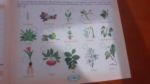 рассмотрите рисунки используя имеющиеся у вас знания решите какие из изображенных растений относятся