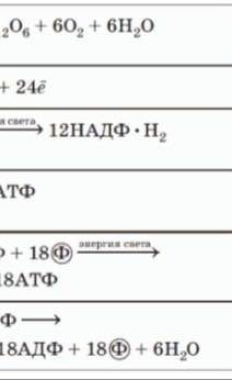 Напишите 2 формулы! Фаза светового и теневого фотосинтеза. Просто 2 формулы.