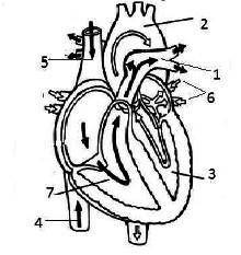 Укажи, в каких сосудах и отделах сердца течёт венозная кровь: 1 , 4 , 5 , 7 1 , 4 , 5 1 , 2 , 3 ,