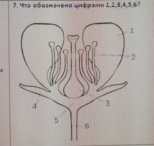 7. Что обозначено цифрами 1,2,3,4,5,6?​