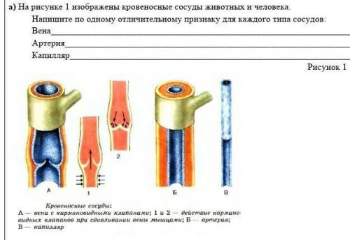 На рисунке 1 изображены кровеносные сосуды животных и человека. Напишите по одному отличительному пр