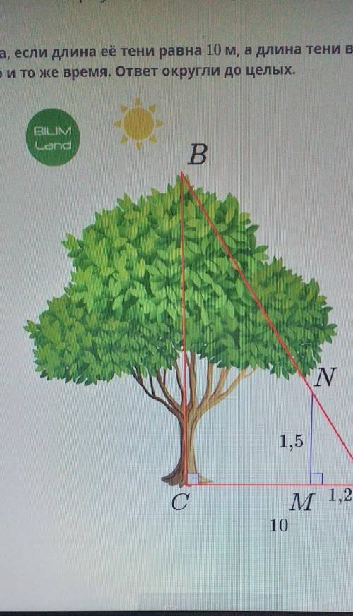 Вычисли высоту дерева, если длина её тени равна 10 м, а длина тени вертикального столба высотой 1,5