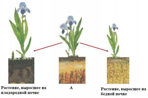 Из кусочков корневища ириса (растение А) вырастили два растения. Сравните выросшие растения с растен
