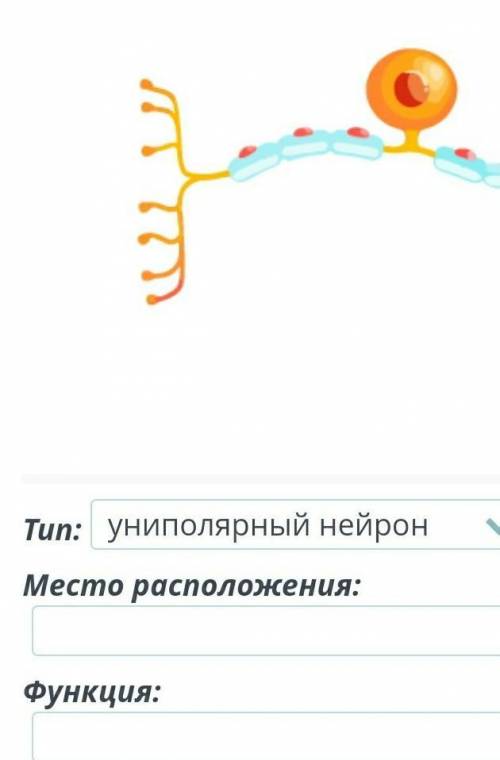 Определи тип расположение и функцию нейрона изображенного на рисунке. (p.s) поняла что это униполярн