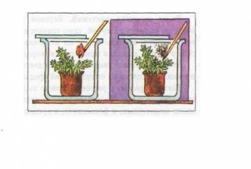 Задание 5. Ученики провели опыт: Взяли два сосуда с зелеными растениями, первое стояло на свету, вто