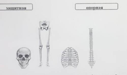Соедини части скелета сих функциями ( )защитнаяопорная​