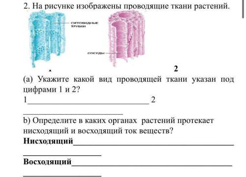 B) Определите в каких органах растений протекает нисходящий и восходящий ток веществ?