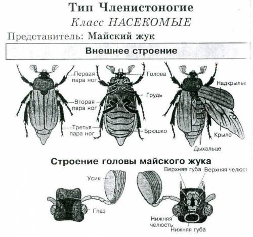 Абораторная работа №2. «Внешнее строение насекомого». Цель работы: изучить внешнее строение насекомо