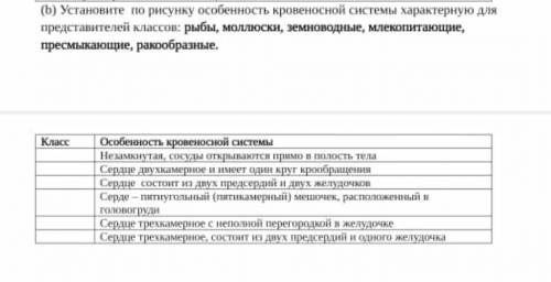 (b) Установите по рисунку особенность кровеносной системы характерную для представителей классов: ры