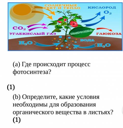 Где происходит процесс фотосинтеза? Определите, какие условия необходимы для образования органическо