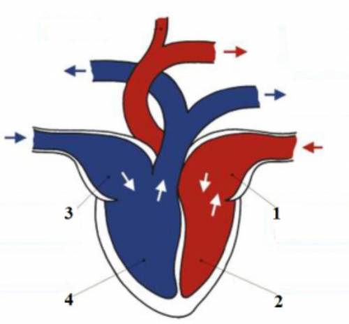 ) На рисунке изображено сердце. Подпишите камеры сердца​