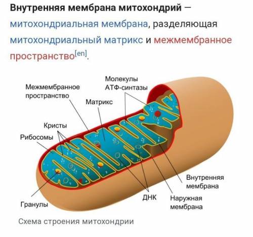 объясните биологический смысл образования большого количества складок на внутренней мембране митохон