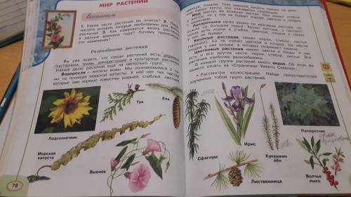 разделить растения на 5 групп: водоросли, мхи, папоротники,хвойные растения, цветковые растения.