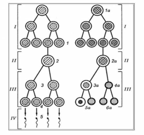 Рассмотрите и проанализируйте схему гаметогенеза человека. А) Укажите название клеток, обозначенных
