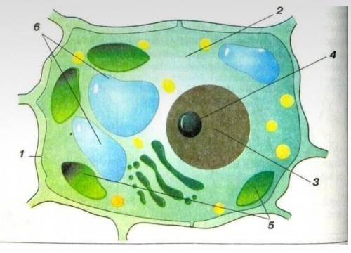 по рисунку определи тип клетки. Назови органоид под цифрой 6. Каково его значение в клетке? ​