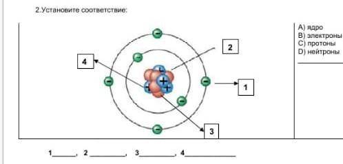 2. Установите соответствие:А) ядроB) электроныС) протоныD) нейтроны​