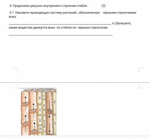 4. Предложен рисунок внутреннего строения стебля. 4.1 Назовите проводящую систему растений обозначен