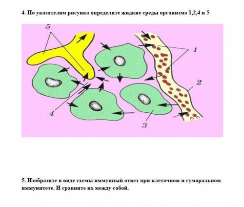 Сор по биологии 8 класс ​